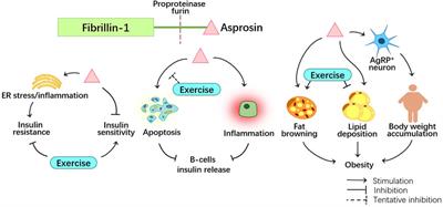 The Effects of Asprosin on Exercise-Intervention in Metabolic Diseases